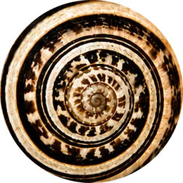 NET-WEB.DE Schneckenlogo
